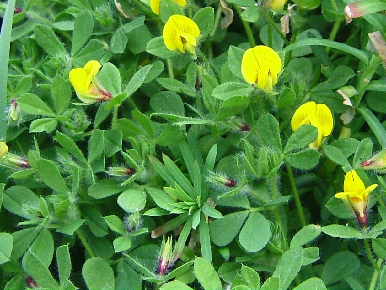 Lotus edulis / Ginestrino commestibile